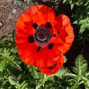 Meet your Posher, Tanya